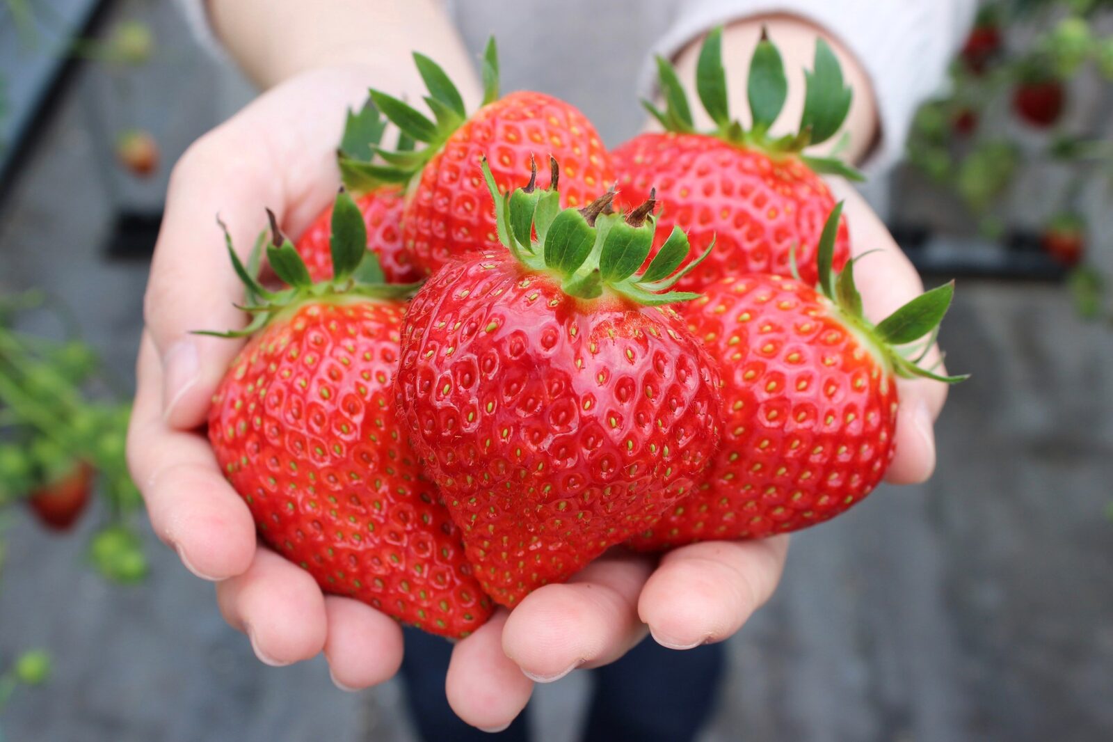 Strawberry Picking Spots in Miyagi Prefecture　2024／宮城県内のいちご狩りスポット2024